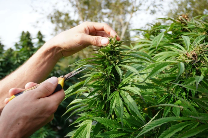 récolte culture cbd bio