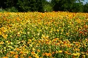 DSC04827.webp