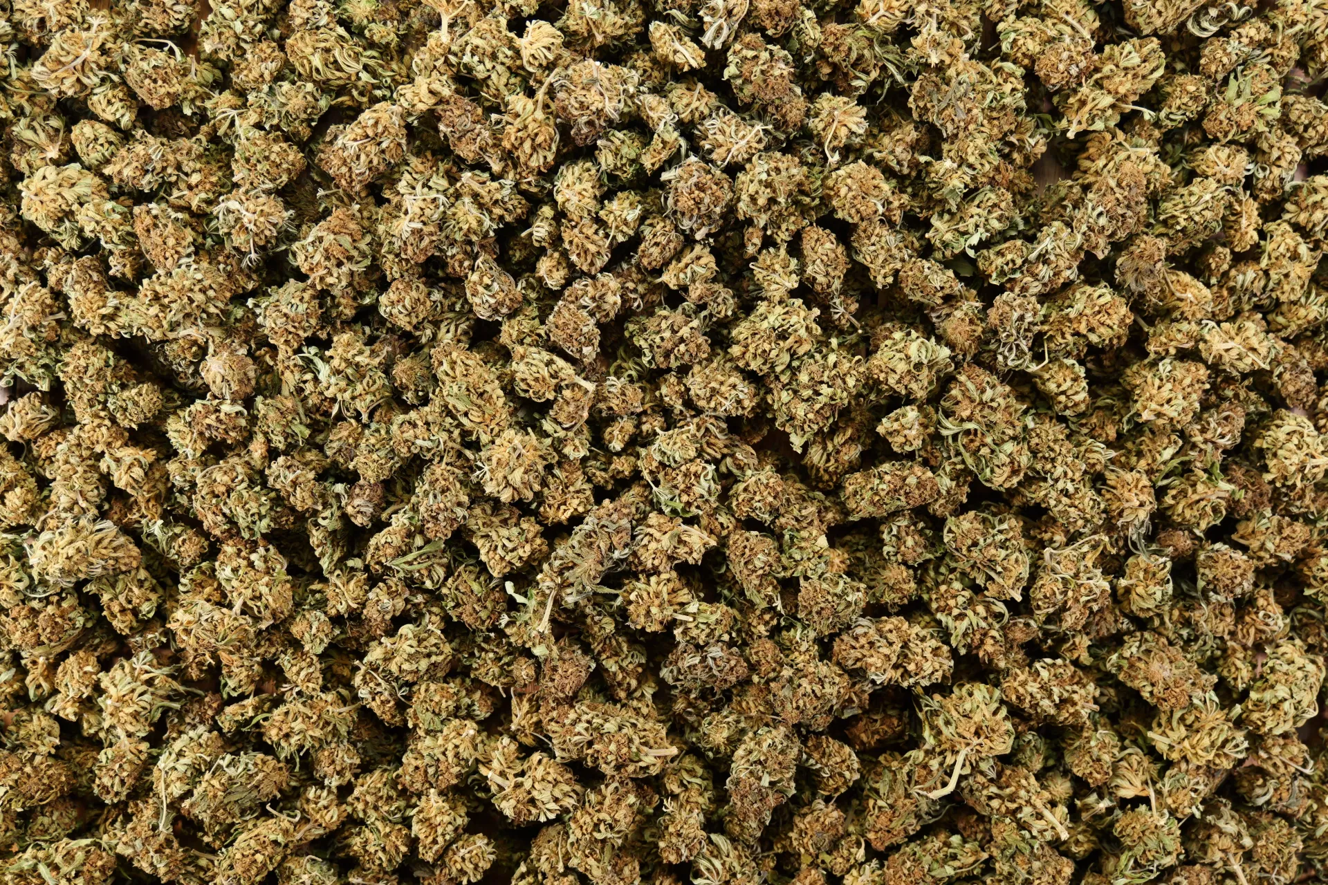 Echantillons Fleurs et résines